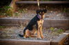 Brody