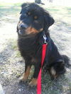 Bobbie