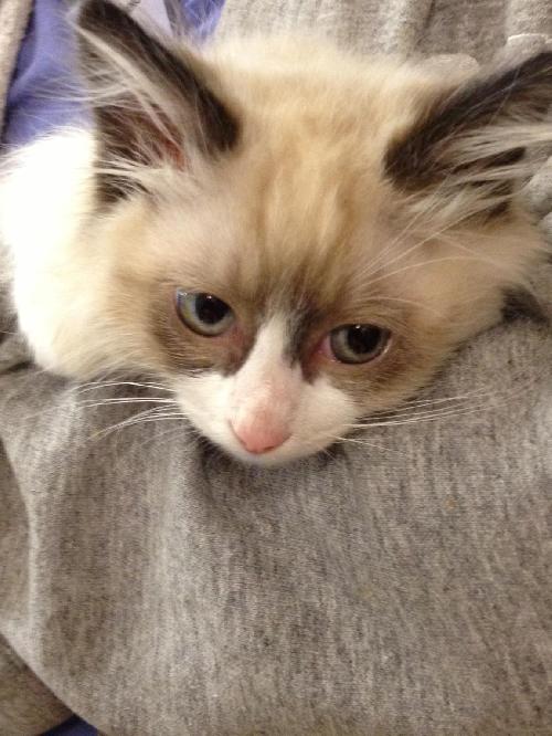 Mosby