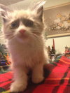 Mosby