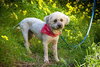 Mylo