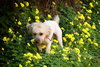 Mylo
