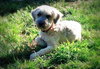 Mylo
