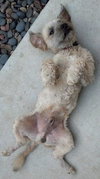 Mylo