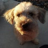 Mylo