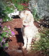 Mylo