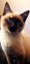 Mitsy