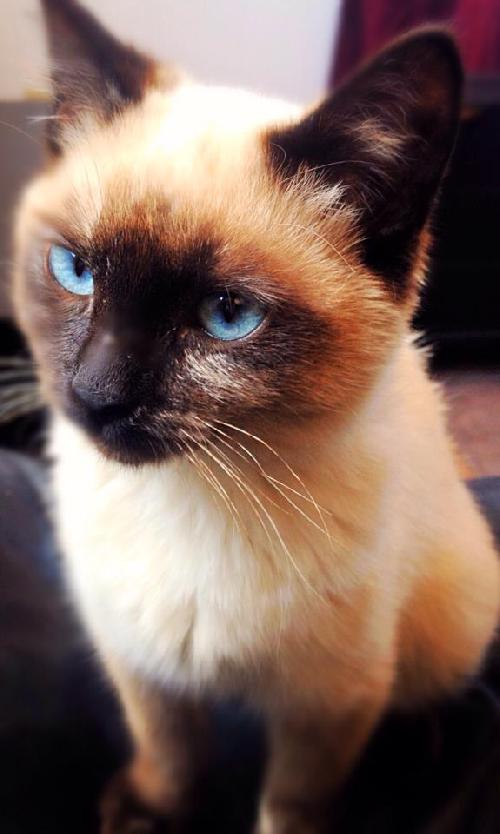 Mitsy