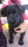 Lucia