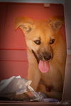Petyr