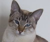 Mr. Mew