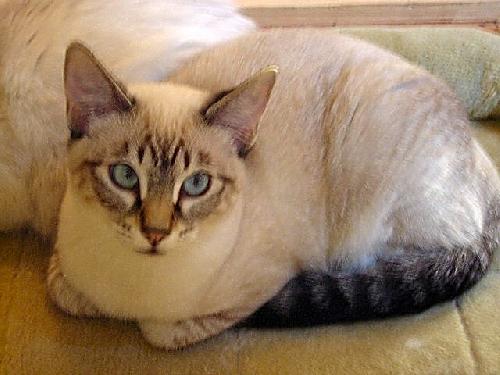 Mr. Mew