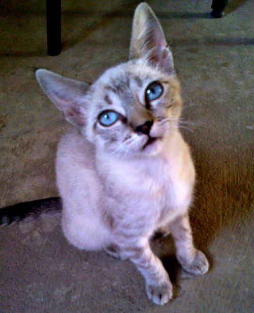 Pita