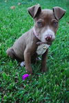 Brandie