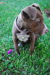 Brandie