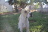 Britta