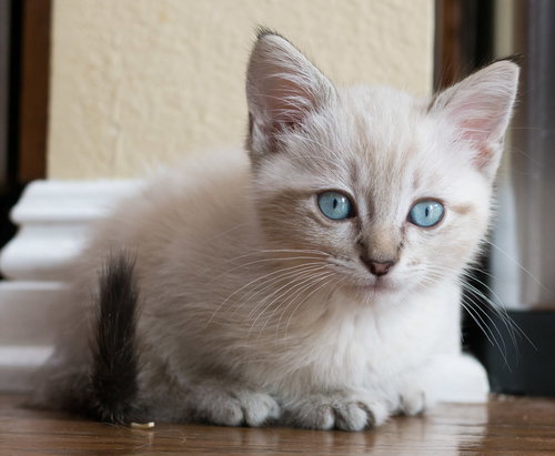 Mr. Little Claws