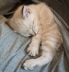Mr. Little Claws