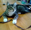 Milo