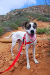 Josie