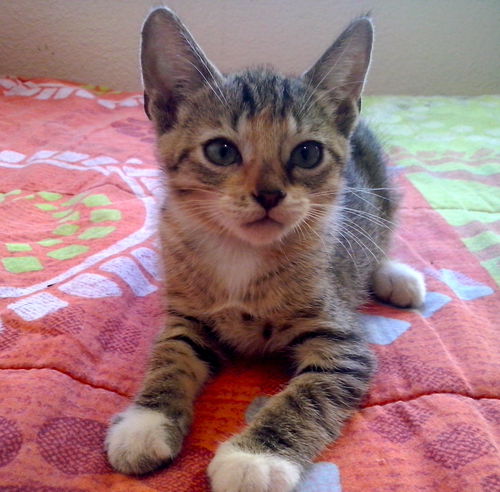 Ferra