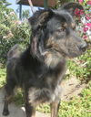 Bronn