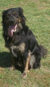 Bronn