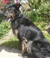 Bronn