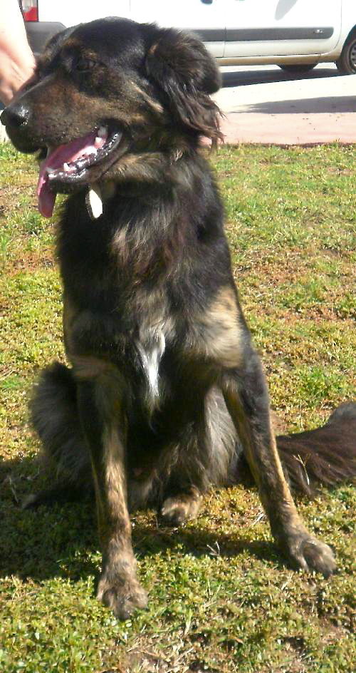 Bronn