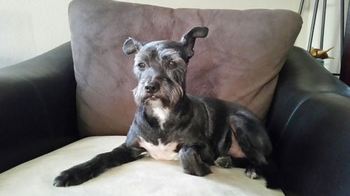 Brutus