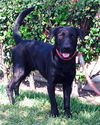Bruno