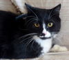 Sylvester