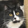 Sylvester