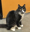 Sylvester