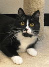 Sylvester