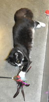 Sylvester