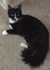 Sylvester
