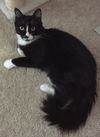Sylvester