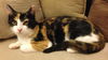 Puddy Kat