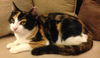 Puddy Kat