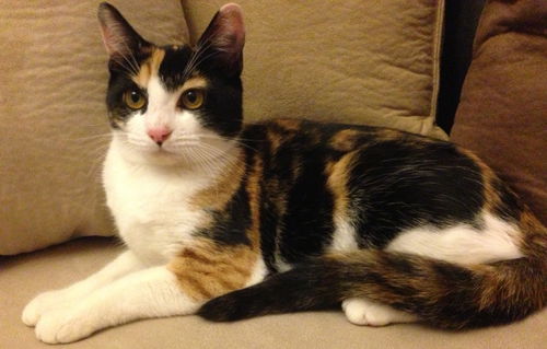 Puddy Kat