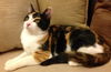 Puddy Kat