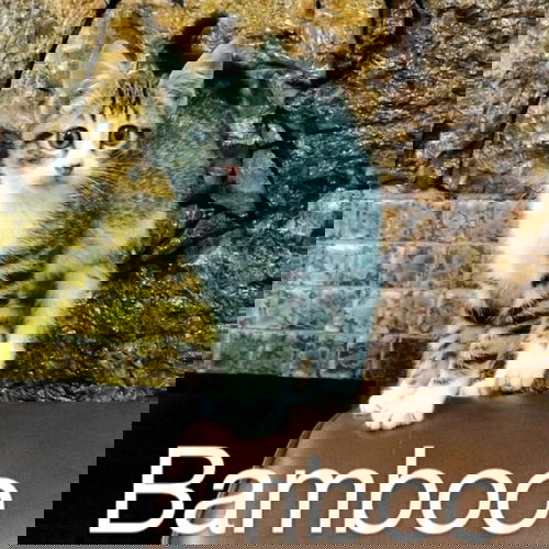 Bamboo