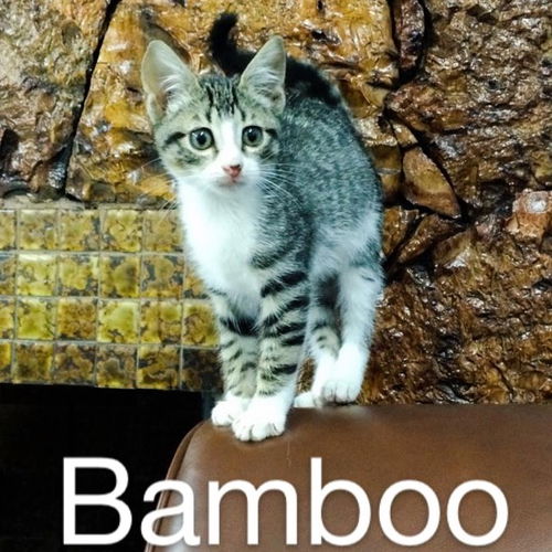 Bamboo