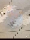 Bonbon
