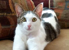 Frannie