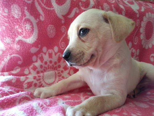 Tinkerbell