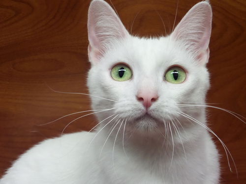 Widget
