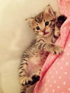 Binkie