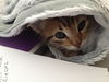 Binkie